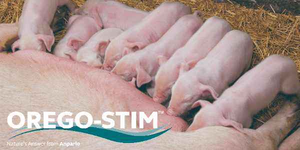 Commercial Study: Orego-Stim Supports Health and Performance in Suckling Piglets with Diarrhoea